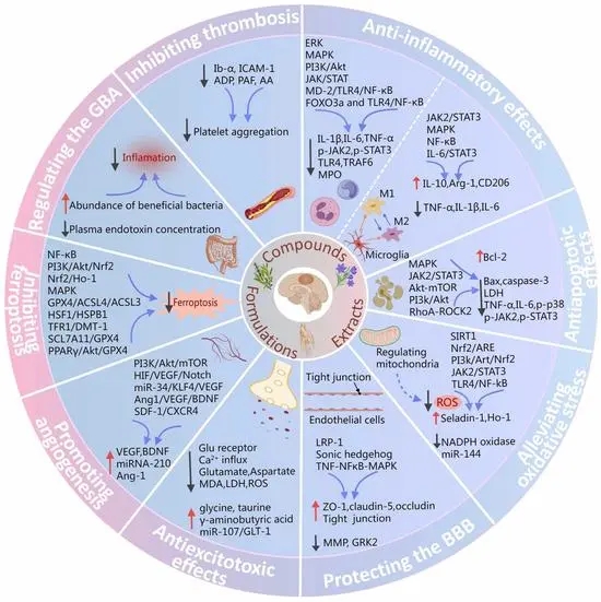 中药制剂、中药提取物及活性化合物治疗脑卒中的作用机制图