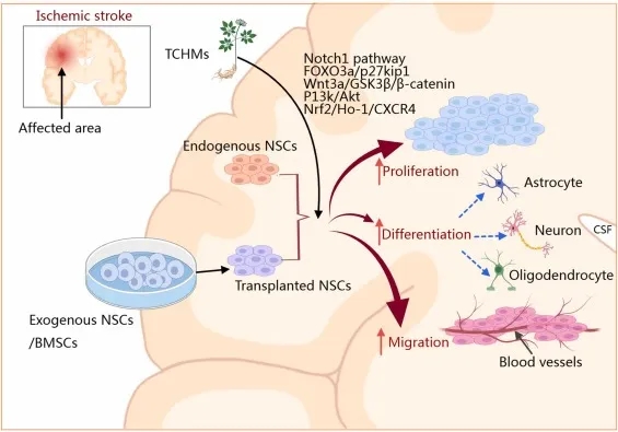 中药通过调节内源性和外源性神经干细胞治疗脑卒中的机制
